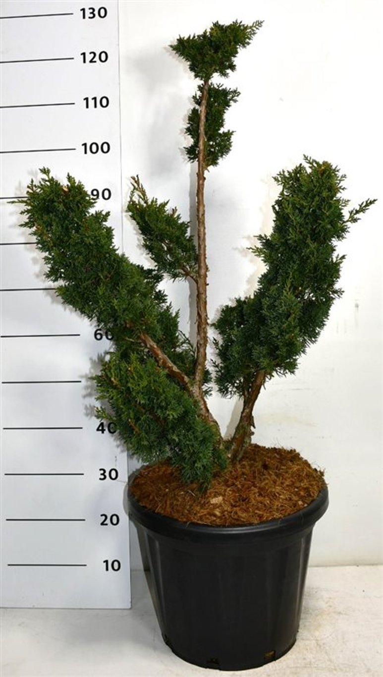 Juniperus chin. 'Blaauw' - 60-70 CM Bonsai Cont.